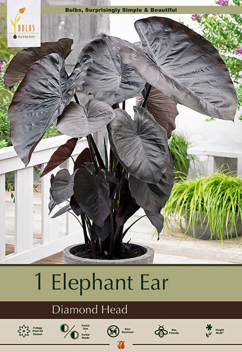 Diamond Head Elephant Ear 1 Bulb 9/11&#x22; - Colocasia - Blue/Black Leaves