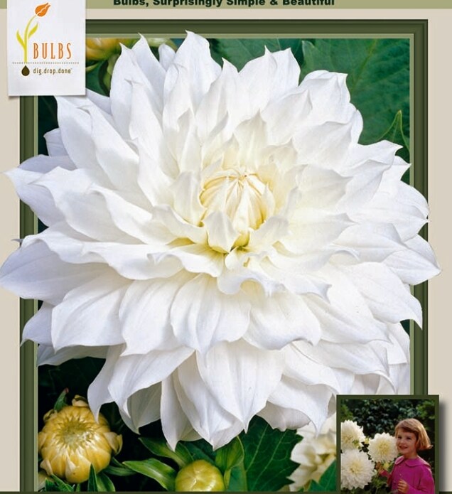 Snow Country Dinnerplate Dahlia - 2 Bulb Clumps