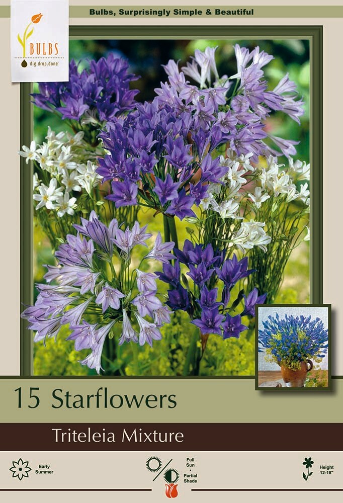 Starflower Mix - 15 Bulbs - 5/6 cm bulbs - Triteleia laxa