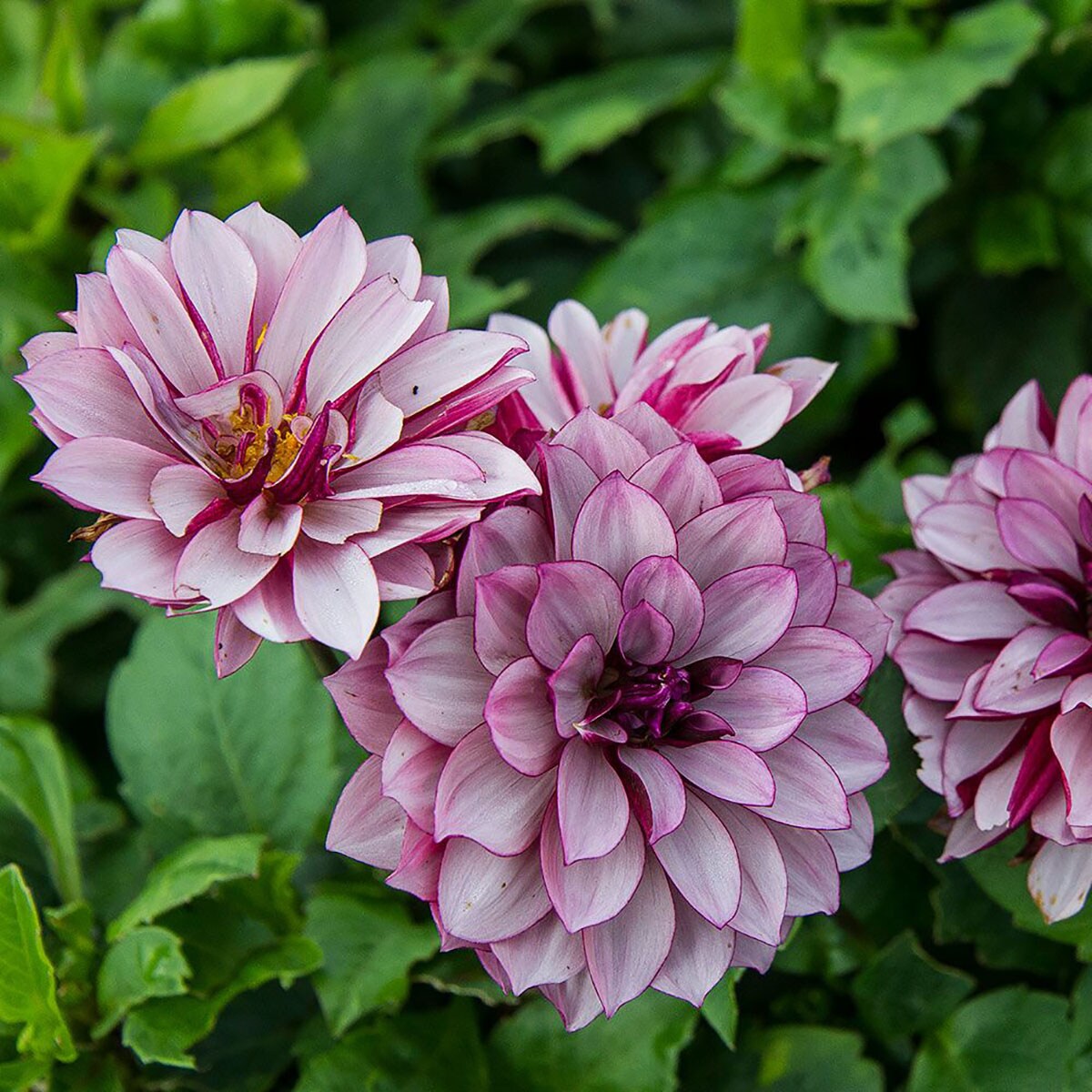 Creme de Cassis Decorative Dahlia - 2 Top Size Root Clumps - Lilac/Purple
