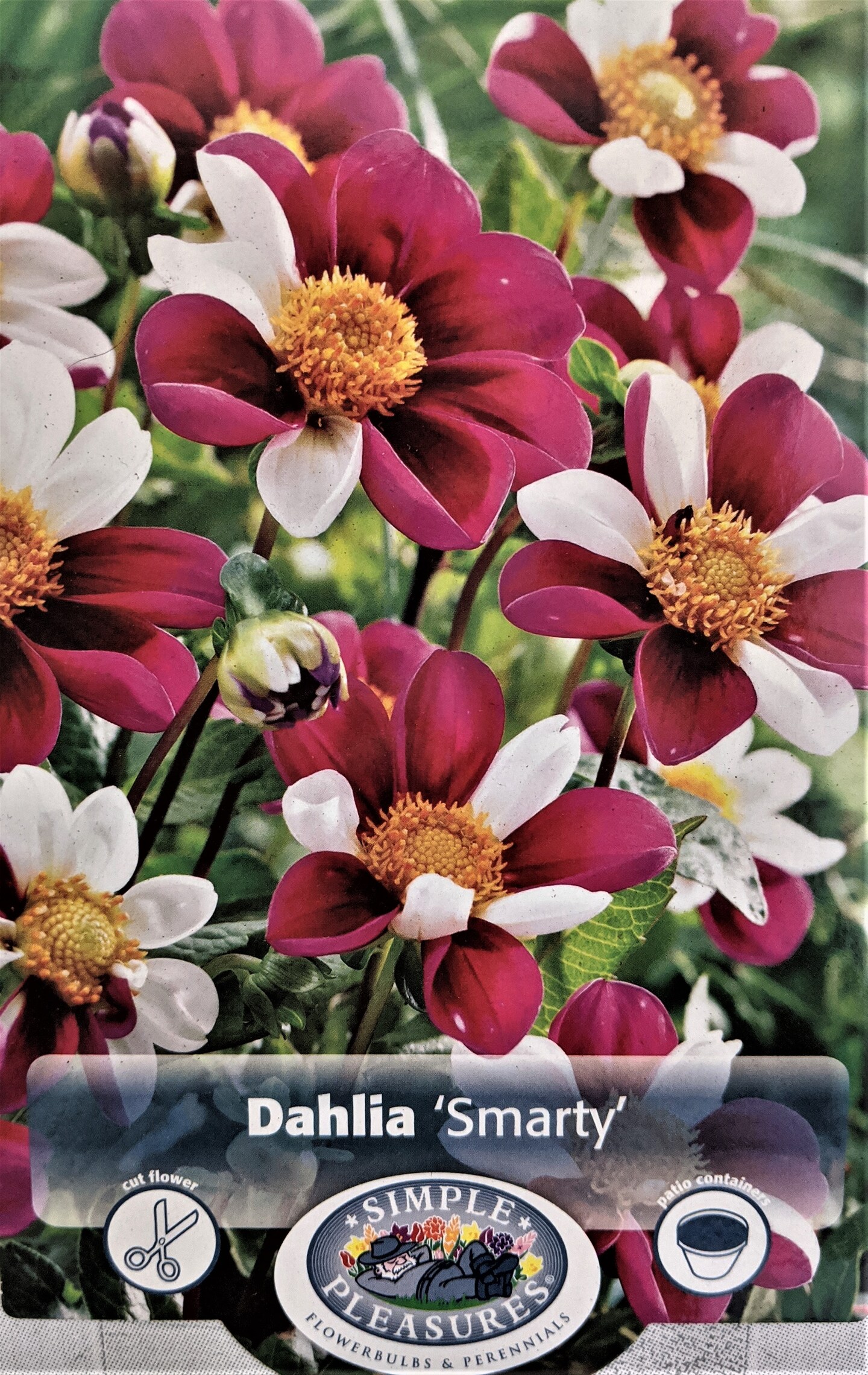 Smarty Collarette Flowered Dahlia - #1 Size Root Clump - Purple &#x26; White
