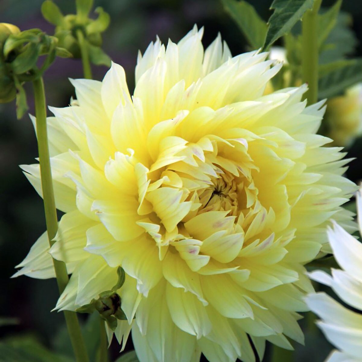 Canary Fubuki Dahlia - 2 Top Size Root Clumps - Huge Dinnerplate Fimbriata Flower