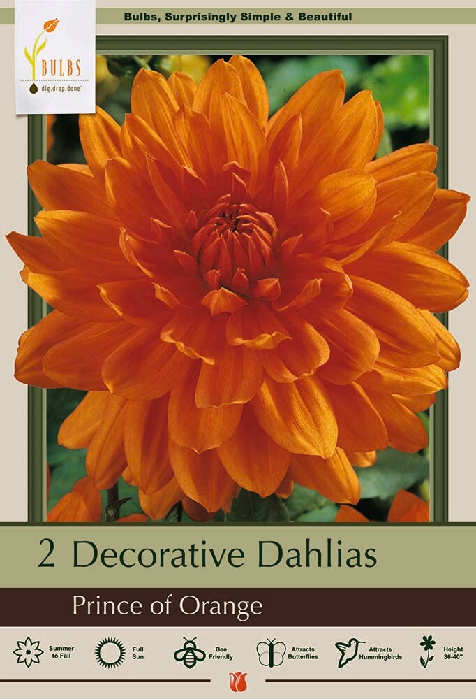 Prince of Orange Semi-Dinnerplate Dahlia - 2 Root Clumps