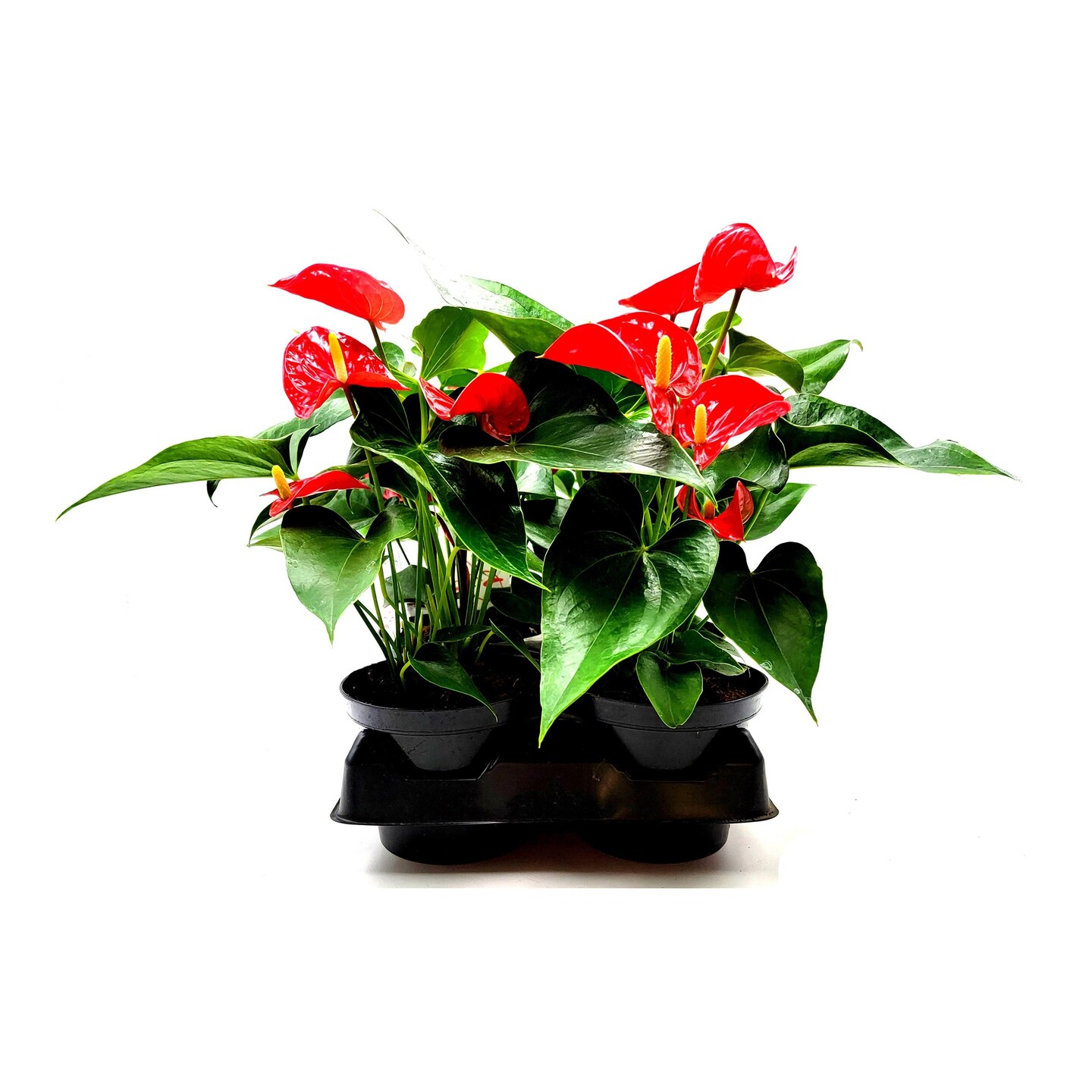 Wholesale, Bulk Anthurium, Anthurium andraeanum, Flamingo Flower  Top Gift  Pick, Air Purifier, for Volume Discount, Group Order  6 6" Pots |  MakerPlace by Michaels