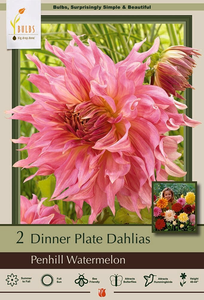 Penhill Watermelon Dinnerplate Dahlia - 2 Root Clumps - New!