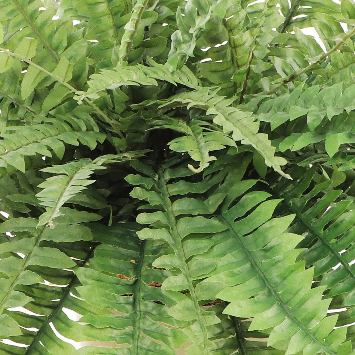 2-Pack – 33” Artificial Boston Ferns with 50 Fronds – UV-Resistant Silk Greenery for Indoor/Outdoor Planters, Hanging Baskets – No Pot Included