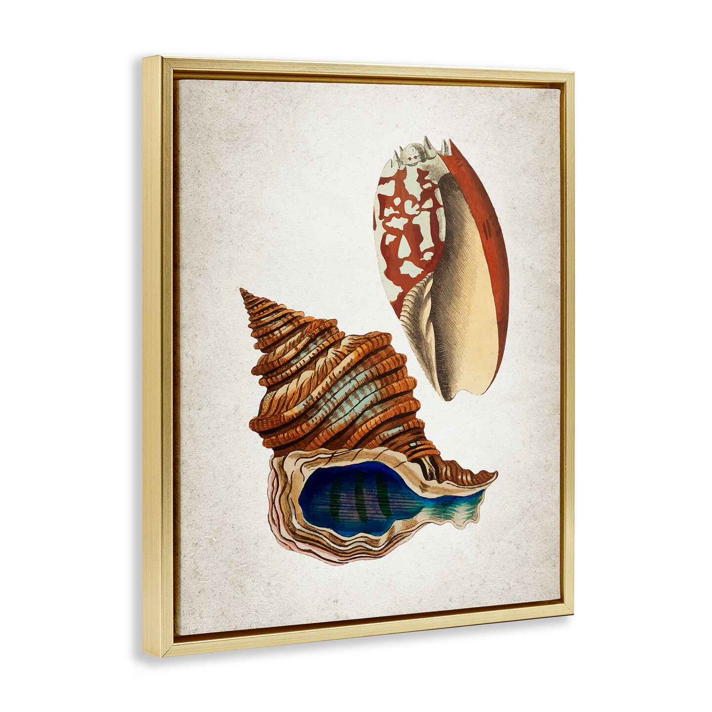 Stupell Industries Vintage Seashell Duo Floating Frame By Kim Allen