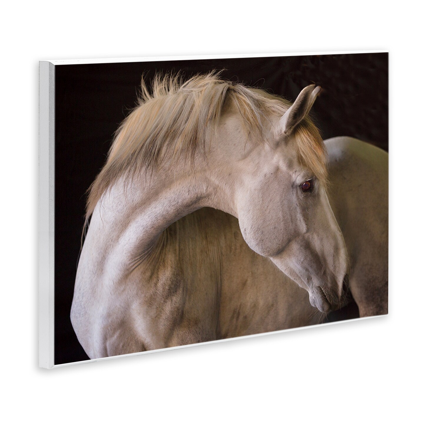 Stupell Industries White Beauty Horse Portrait Wall Plaque By Jadei Graphics