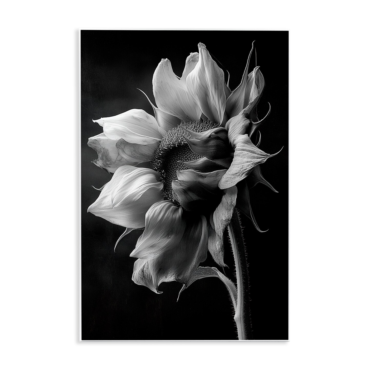 Stupell Industries Stark Contrast Sunflower Blossom Wall Plaque By Annabelle Hall