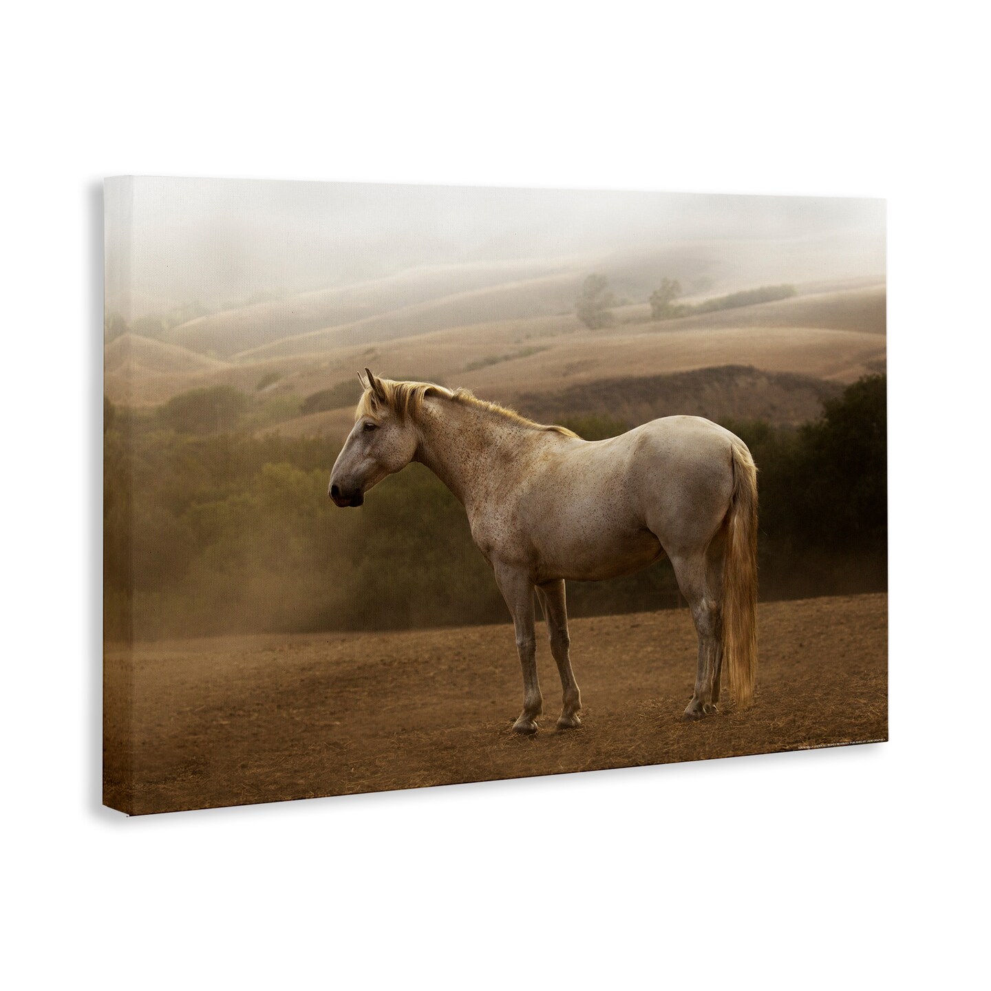 Stupell Industries Morning Mist Horse Portrait Canvas By Jadei Graphics