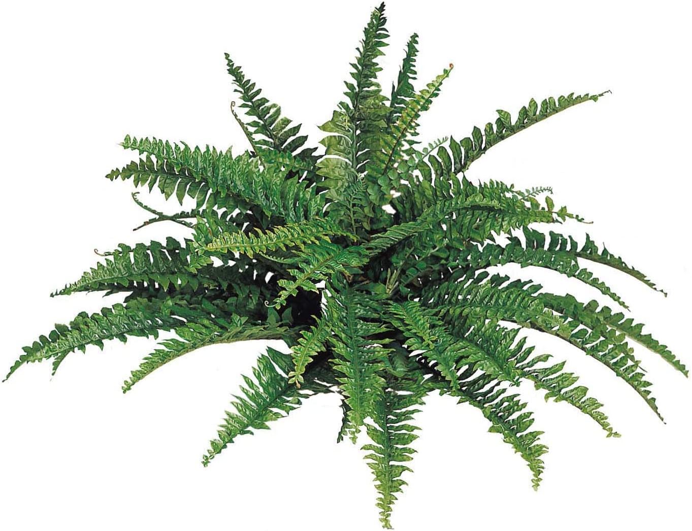 2-Pack – 33” Artificial Boston Ferns with 50 Fronds – UV-Resistant Silk Greenery for Indoor/Outdoor Planters, Hanging Baskets – No Pot Included