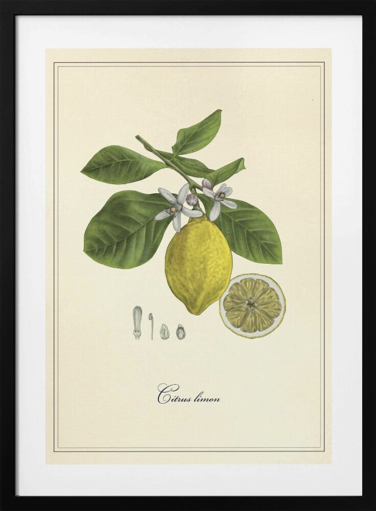 Lemon by Giulia Borsi Framed Art