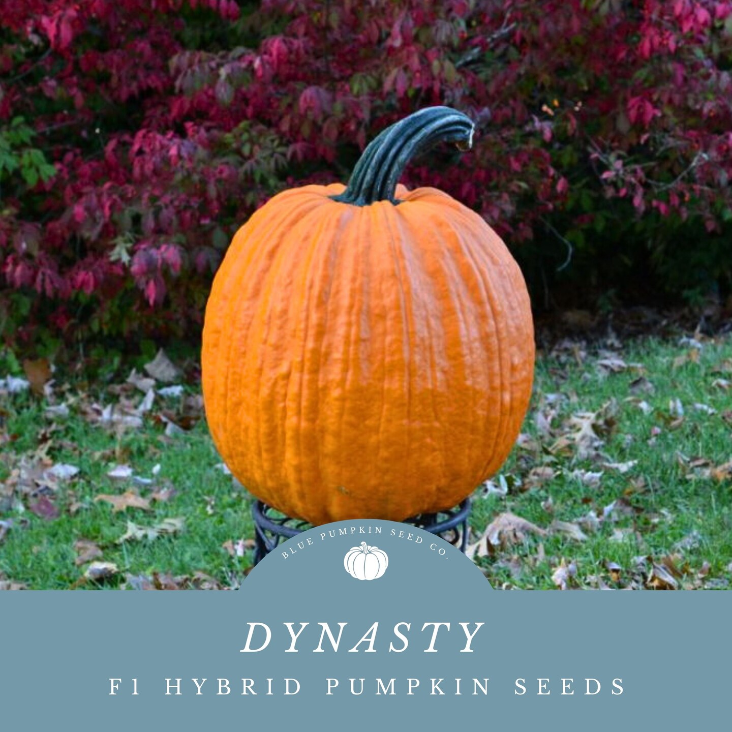 Dynasty F1 Pumpkin seeds - Grow large disease resistant Gumdrop shaped pumpkins perfect for carving!