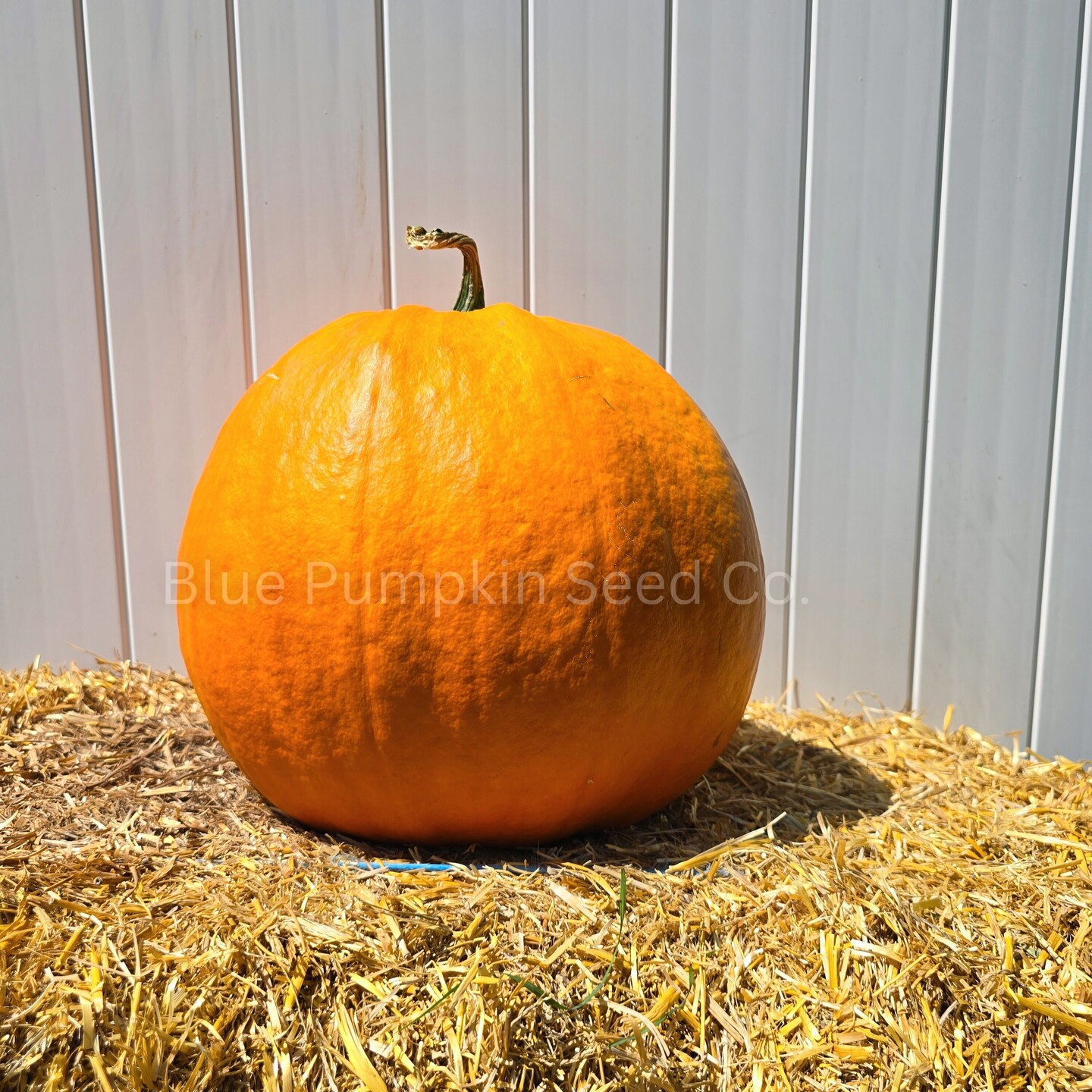 Dynasty F1 Pumpkin seeds - Grow large disease resistant Gumdrop shaped pumpkins perfect for carving! product 6