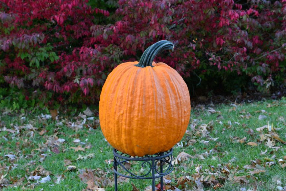 Dynasty F1 Pumpkin seeds - Grow large disease resistant Gumdrop shaped pumpkins perfect for carving! product 3