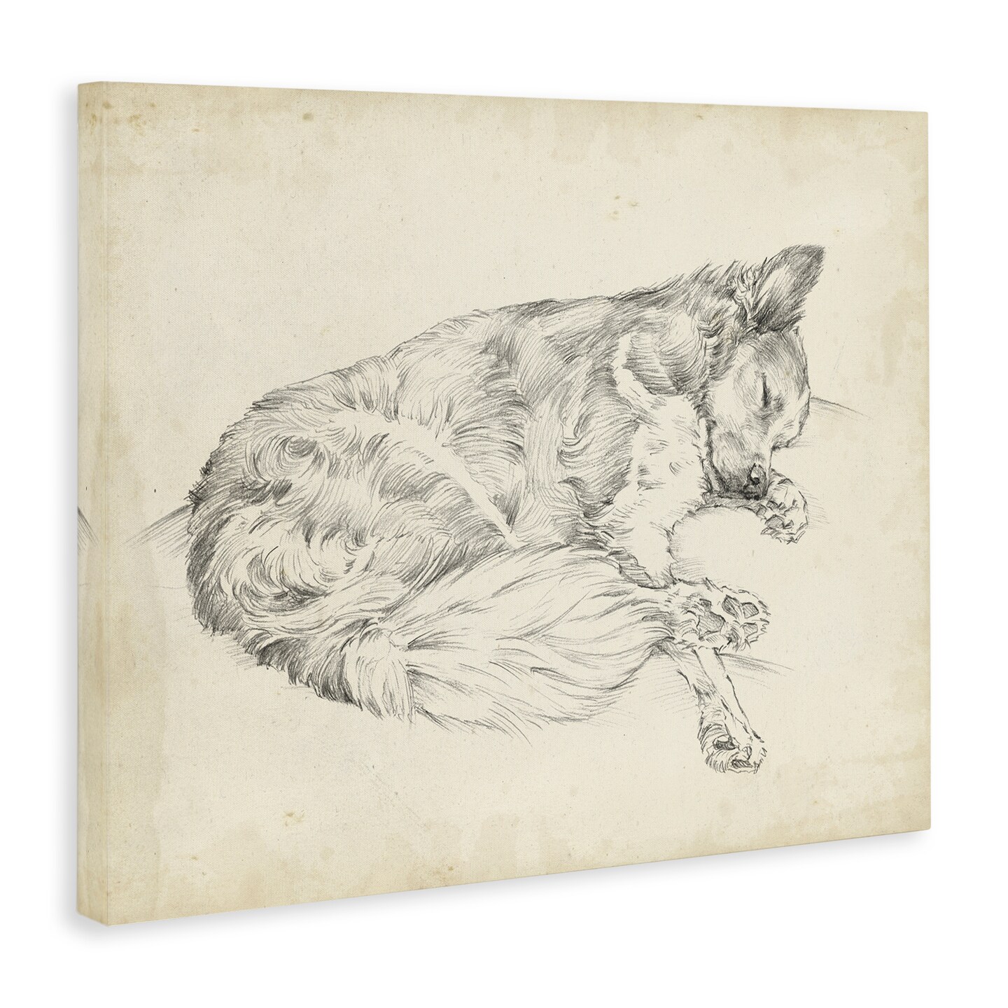 Stupell Industries Antique Dog Drawing Canvas By Ethan Harper