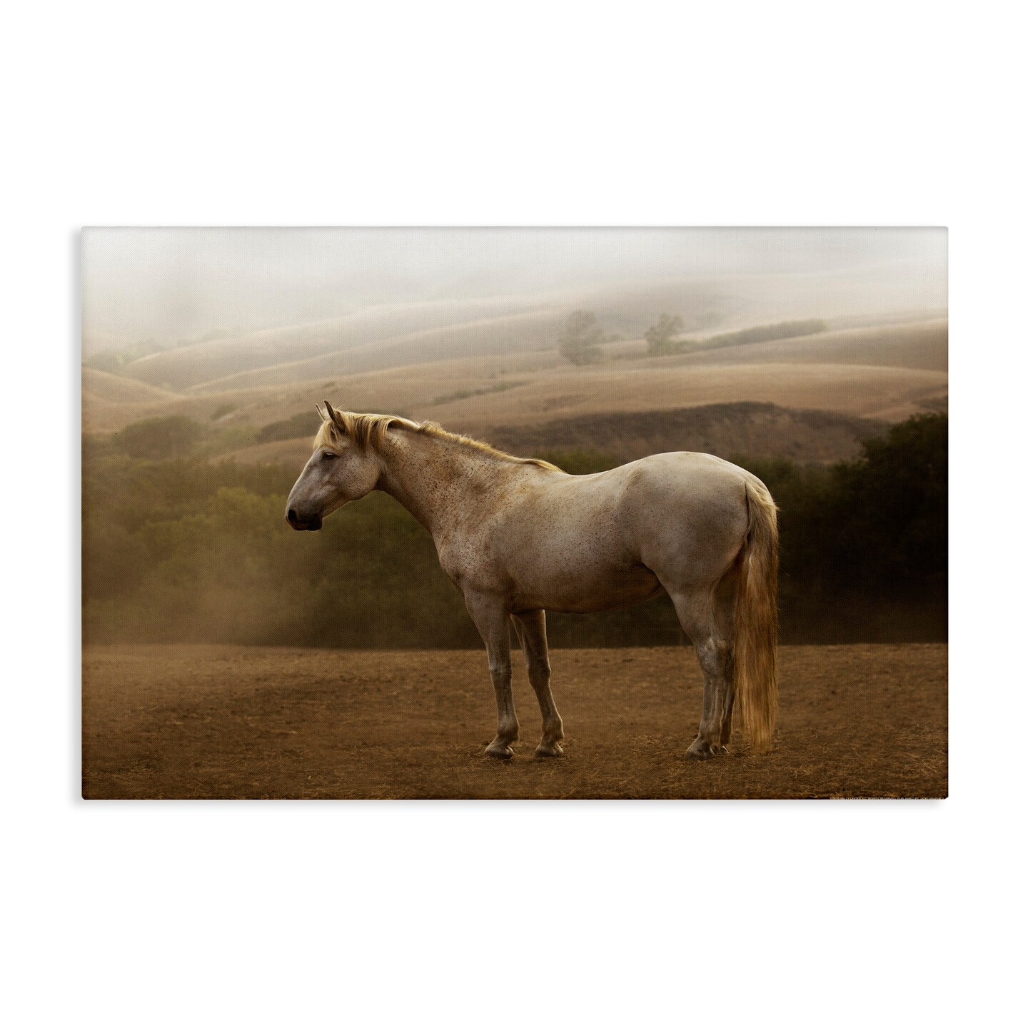 Stupell Industries Morning Mist Horse Portrait Canvas By Jadei Graphics