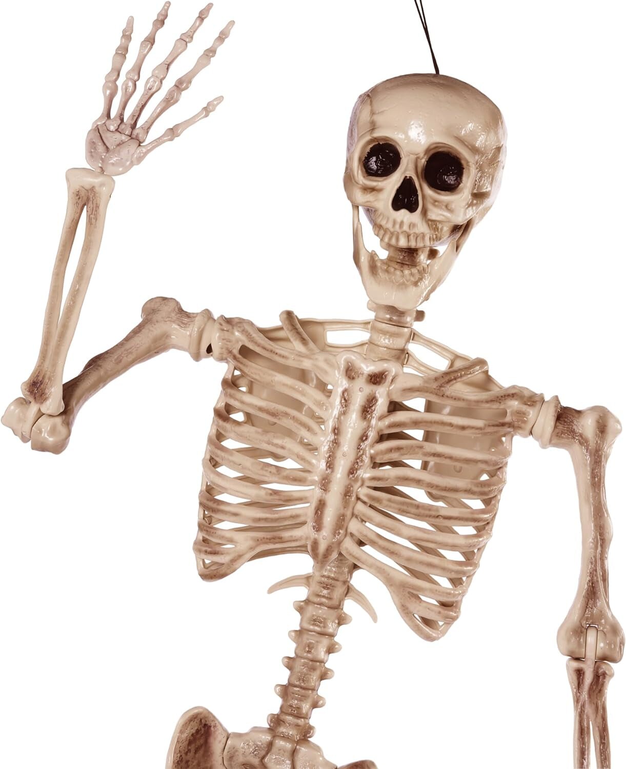 5.6 FT Life Size Skeleton