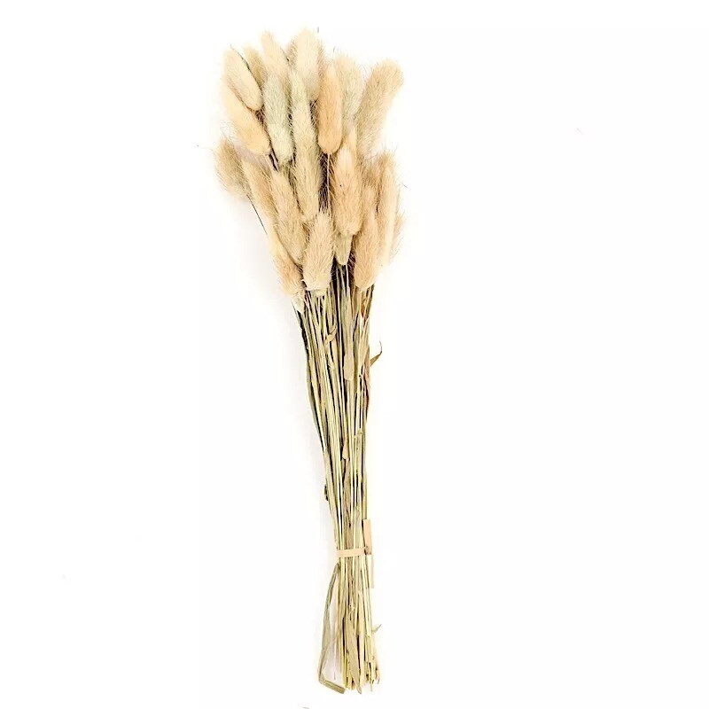 50 STEMS 15 in Rabbit Tail Dried Pampas Grass Party Events Decorations Supplies