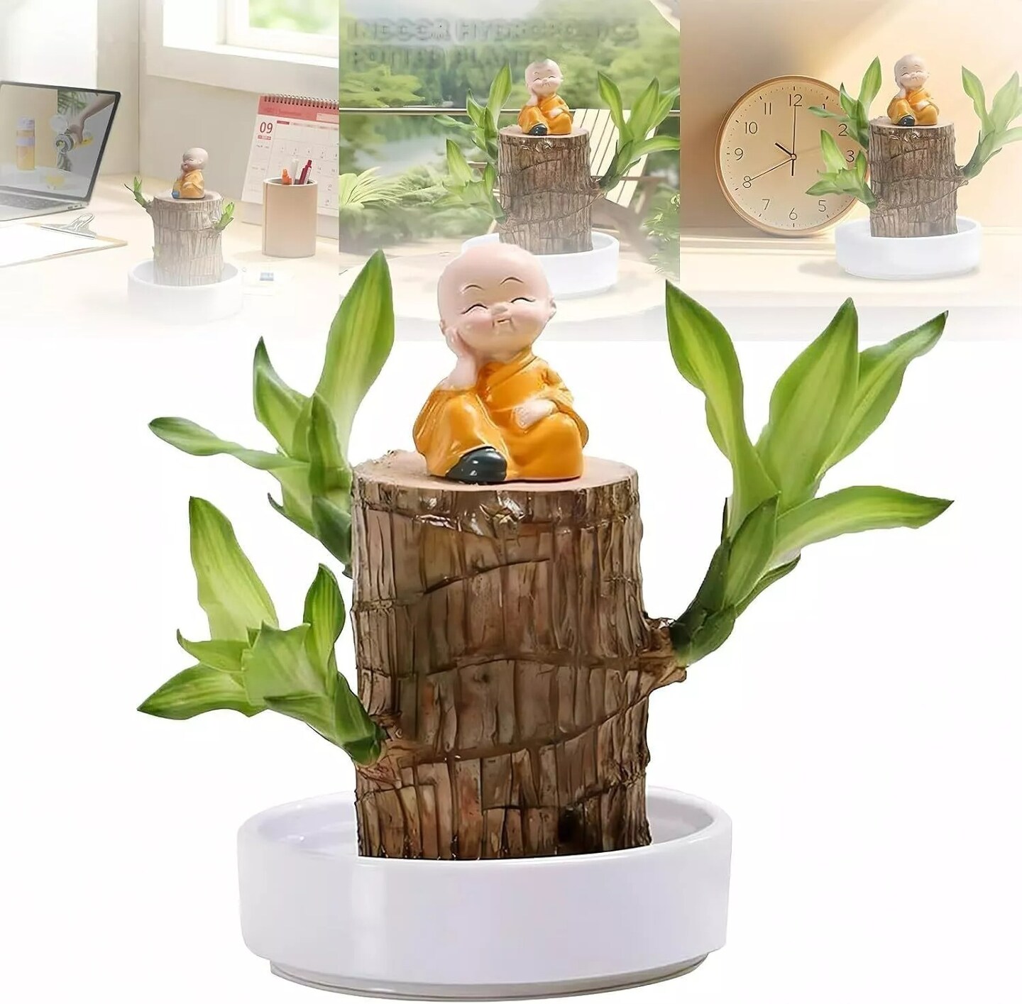 Mini Brazil Lucky Wood Hydroponic Potted Plant Lucky Plants Indoor for Desktop