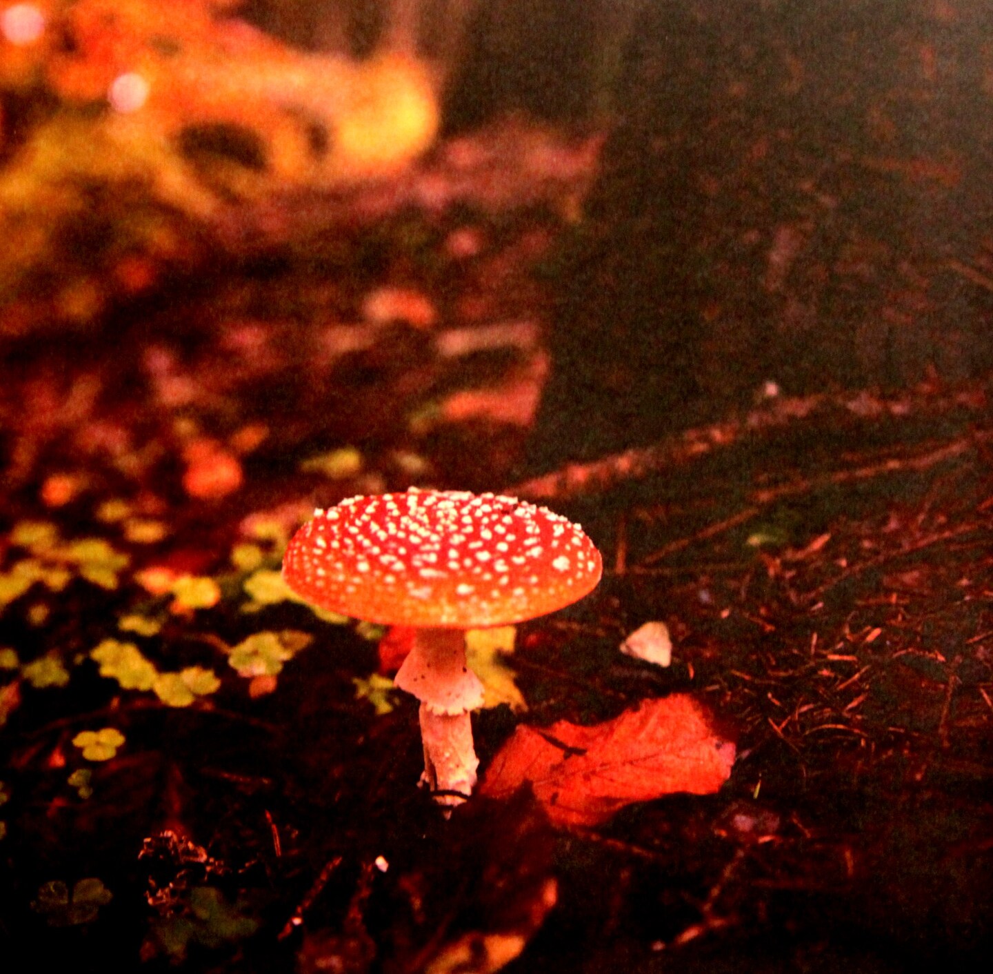 Craft Smith Autumn Dream/Wild Mushroom 12 x 12 Lt. Cardstock