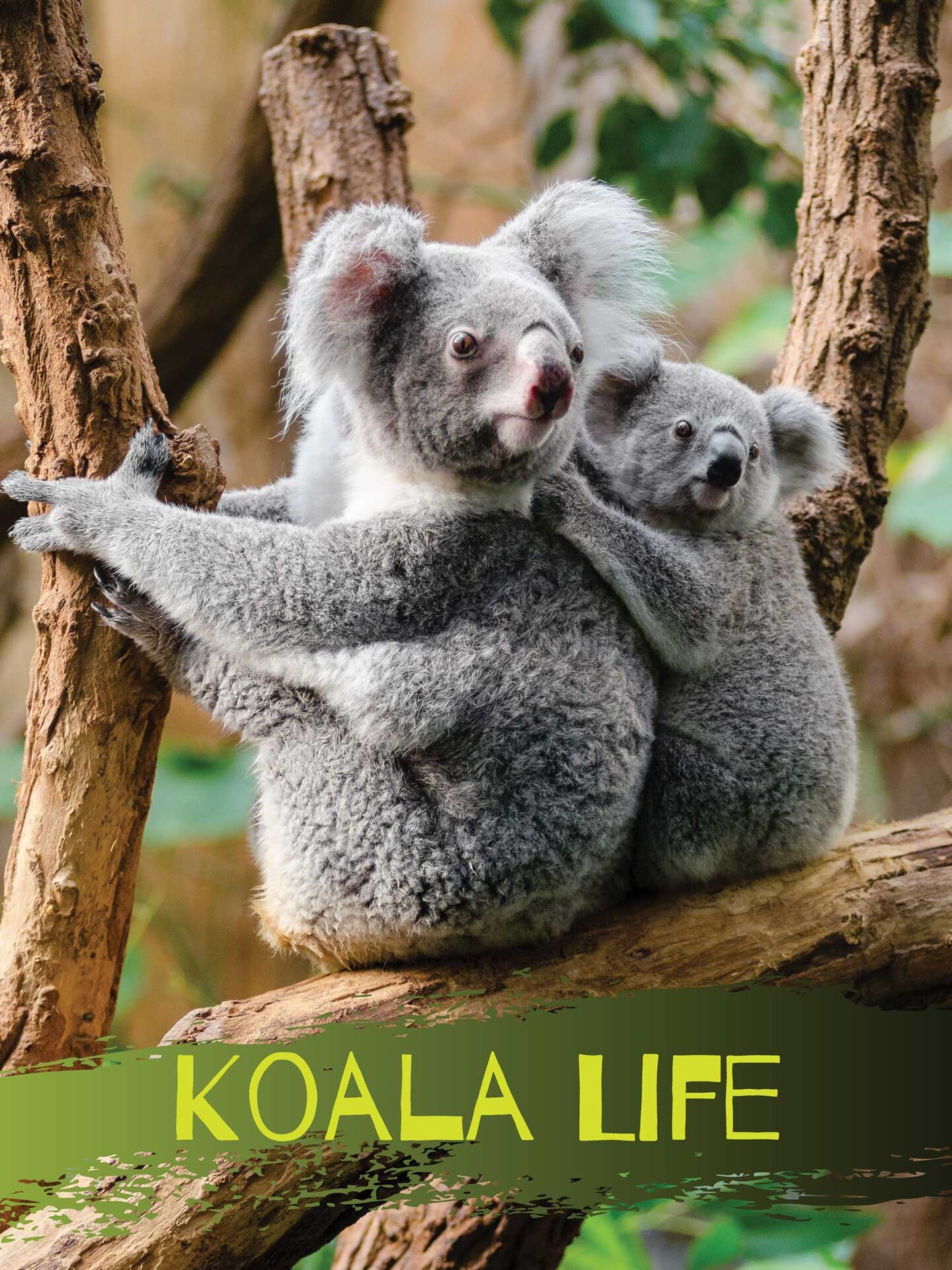 Koala Bear Poster Koala Life Wall Art Print, 18&#x22;x24&#x22;, Unframed