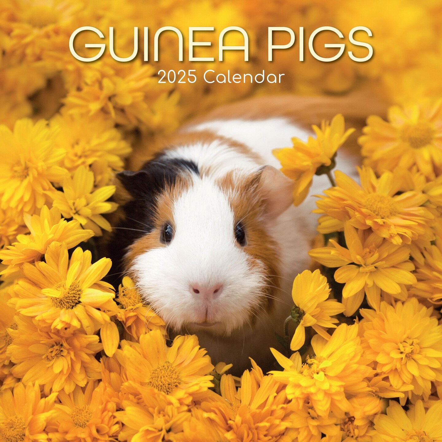 The Gifted Stationary 2025 Square Wall Calendar, Guinea Pigs, 16-Month Animals Theme Hanging Calendar with 180 Reminder Stickers, Month Planner for Home or Creative Spaces, 12x12 In