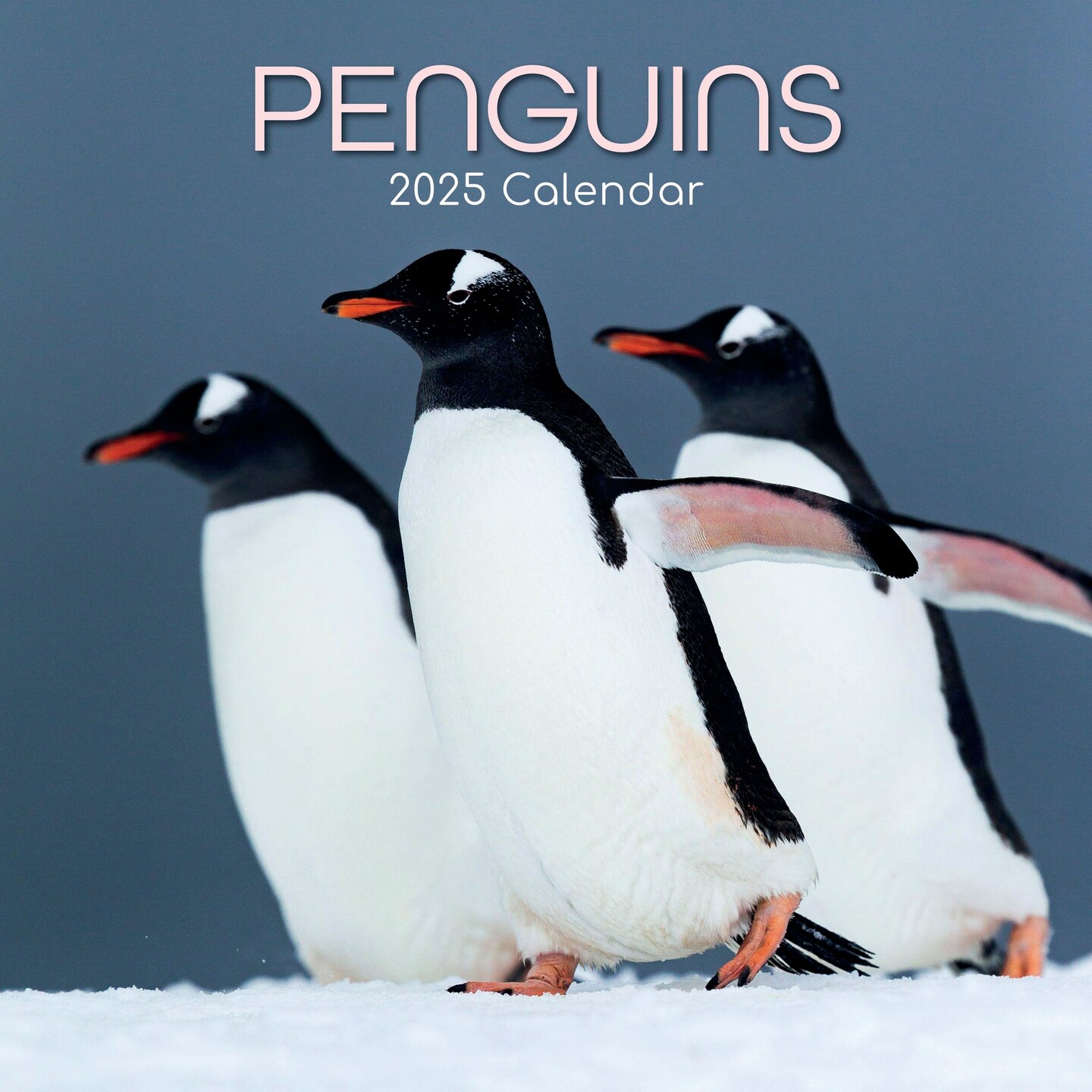 2025 Square Wall Calendar, Penguins, 16Month Animals Theme with 180