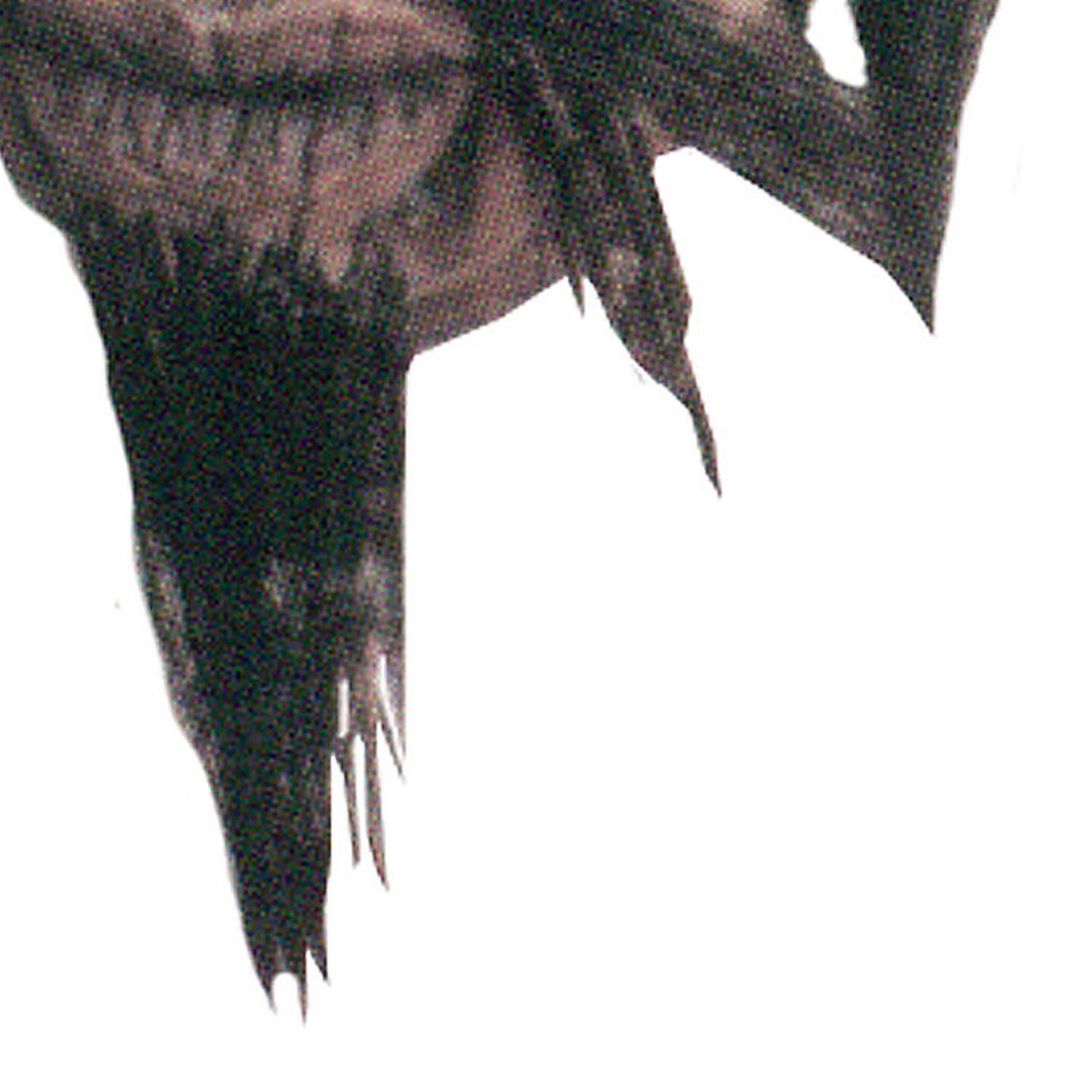 Shrunken Head Prop Halloween Decoration