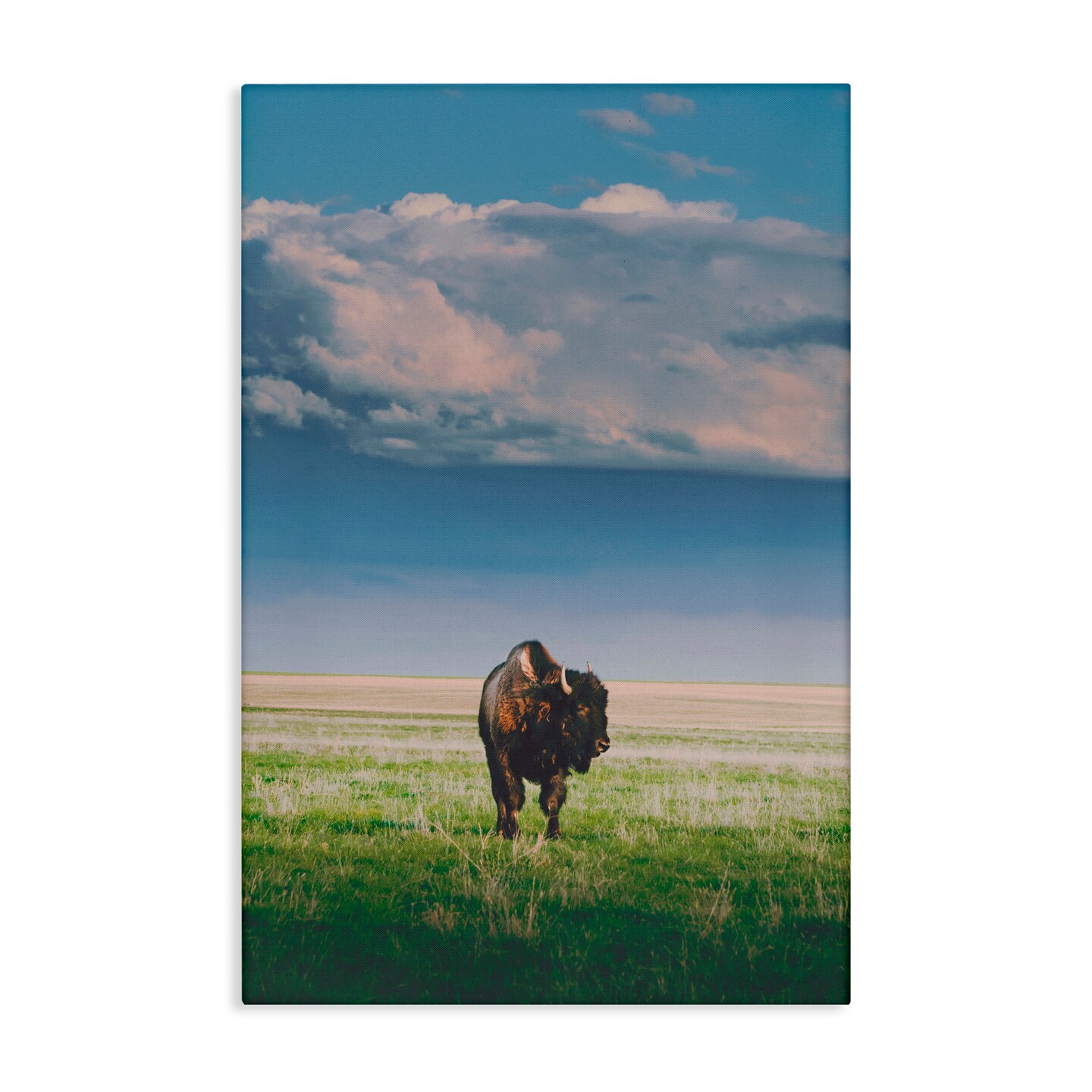 Stupell Industries Sunlight over Lone Bison Canvas, design by Annie Bailey Art