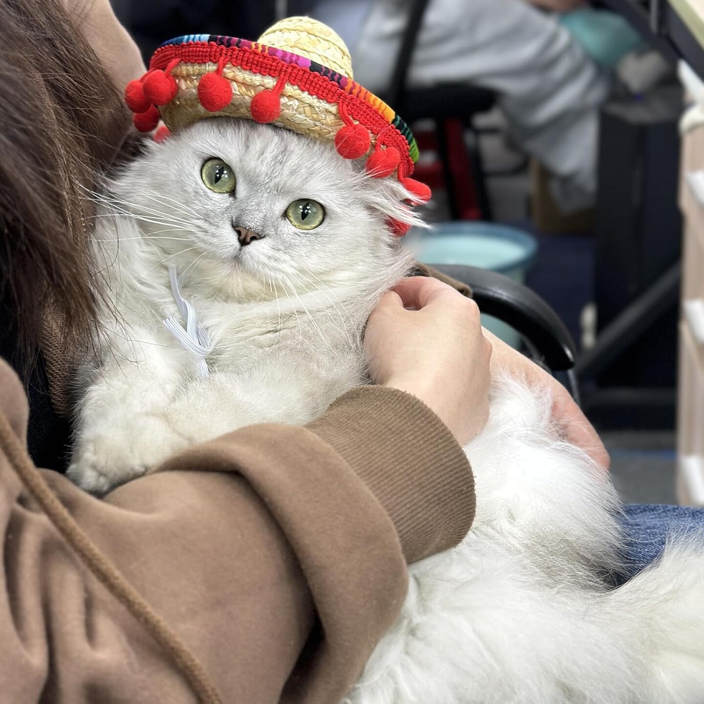 Sombrero Cat Hat for Cats Mexican Fiesta, Mini Mexican Sombrero Hat for Cinco de Mayo Party Supplies Funny Mexican Style Hats Headwear for Small Pet Puppy Cat Costume Cute Sombrero for Cats