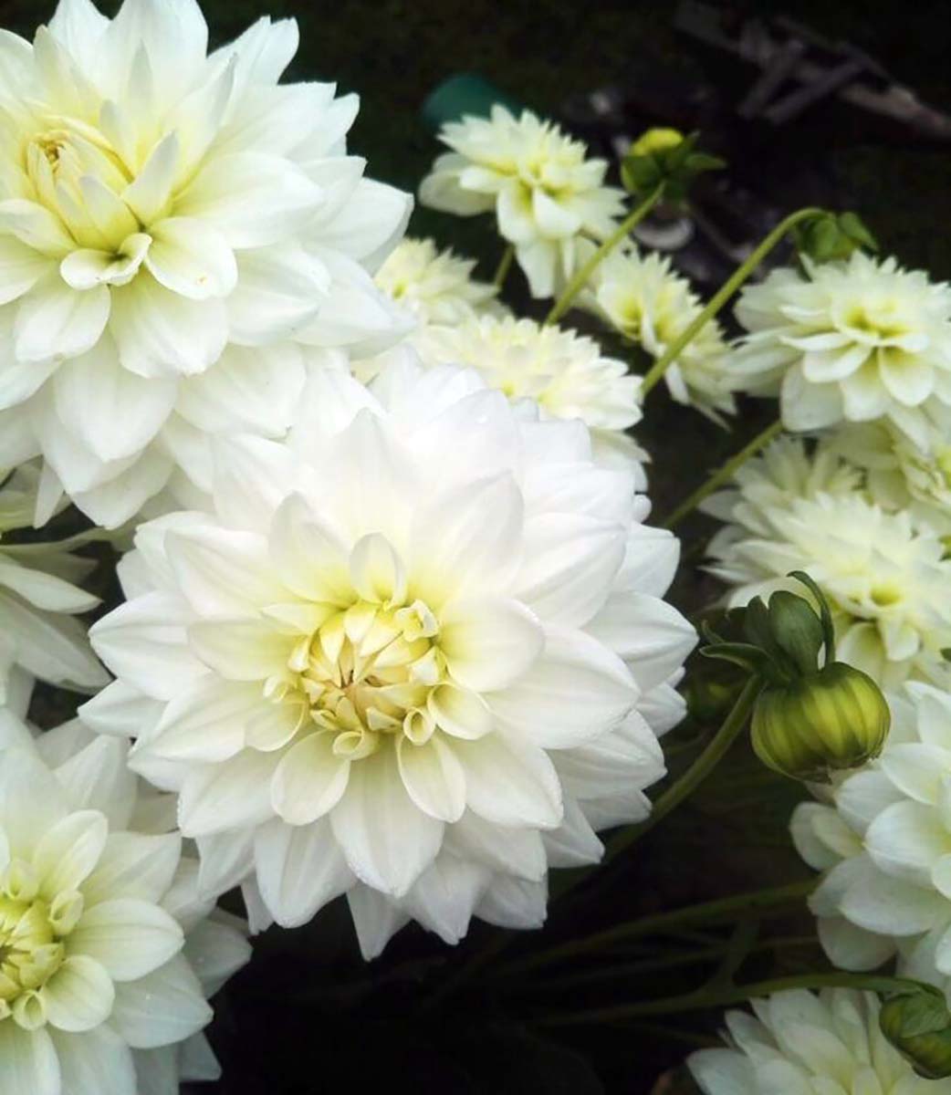 Karma Serena Decorative Dahlia - White/Pale Yellow - 1 Top Size Root Clump