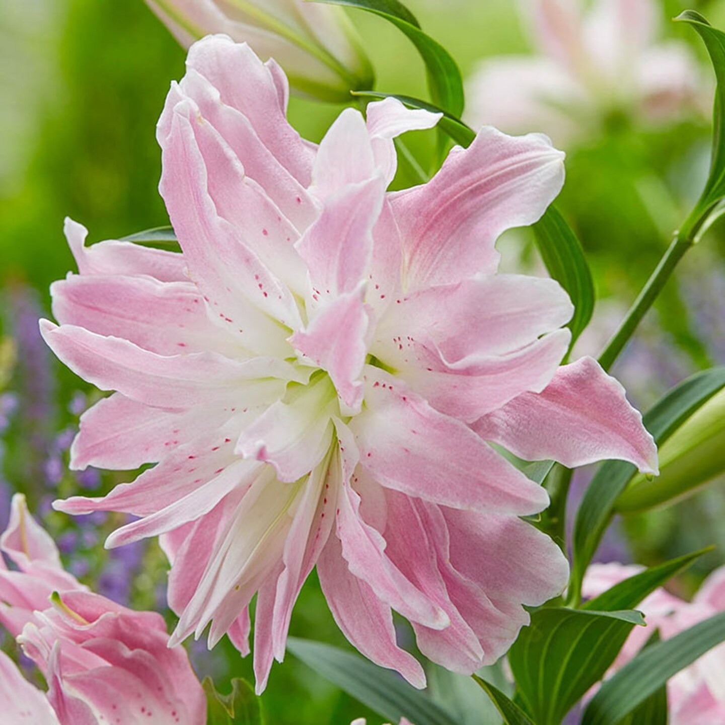 Lotus Elegance Oriental Lily - 2 Bulbs 16/18cm - Ruffled Pink Blooms - NEW