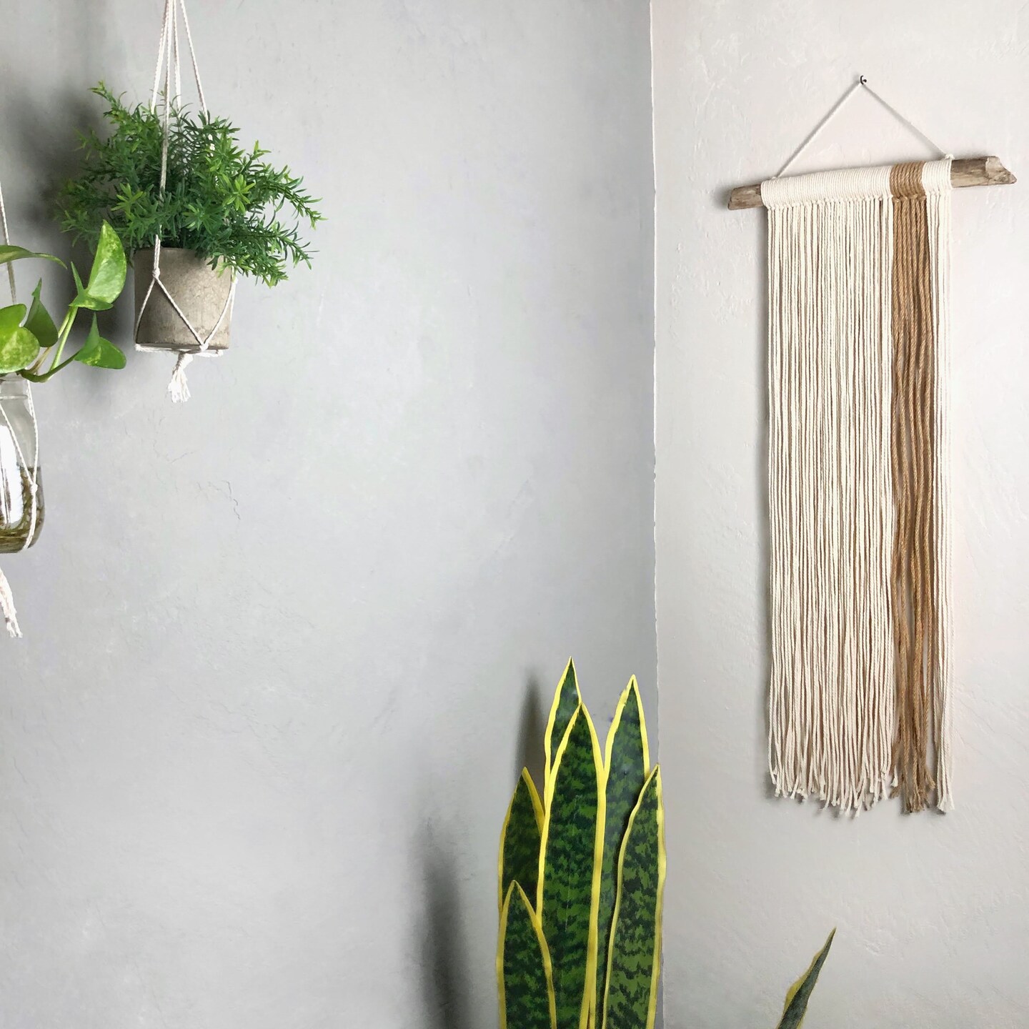 black philodendron cardinal Philodendron Black Cardinal for Sale
