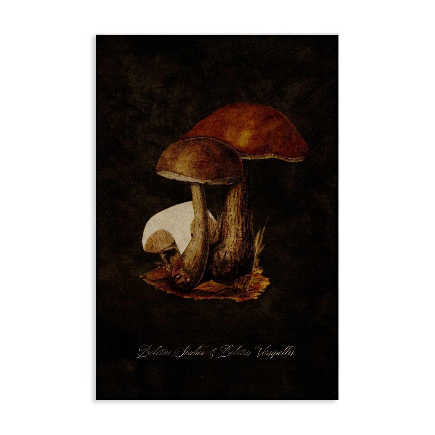Stupell Industries Mushroom Types Study Canvas Wall Art Design by Tina Higgins Designs, Inc.