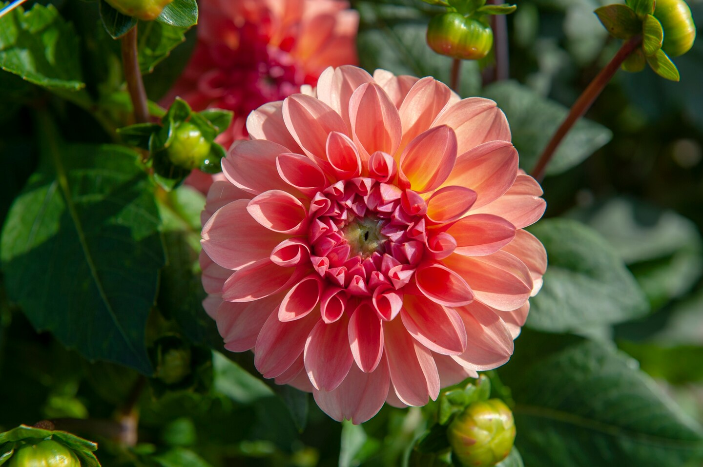 Sebastian Decorative Dahlia - 1 Top Size Root Clump - New!