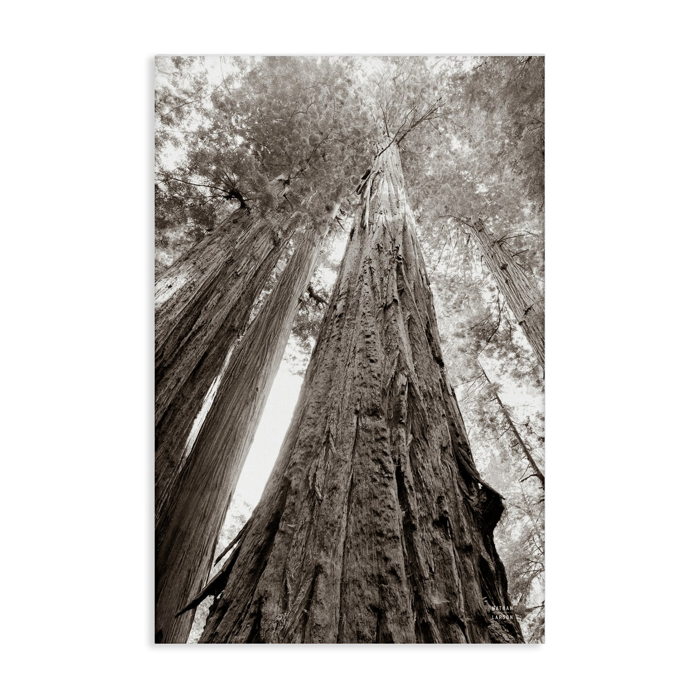 Stupell Industries Ancient Redwood Forest Canvas Wall Art Design by Nathan Larson