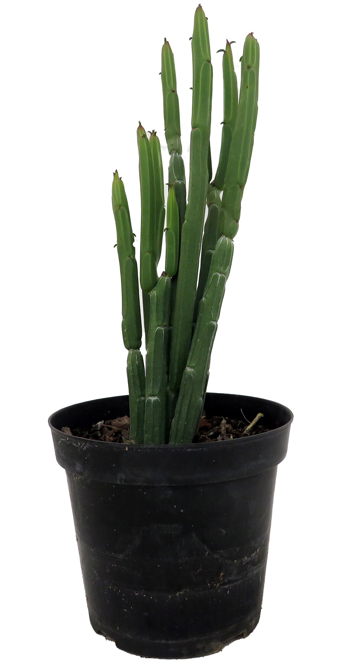 Euphorbia Phosphorea-Evergreen Cactus -Hard to kill! - 4&#x22; Pot