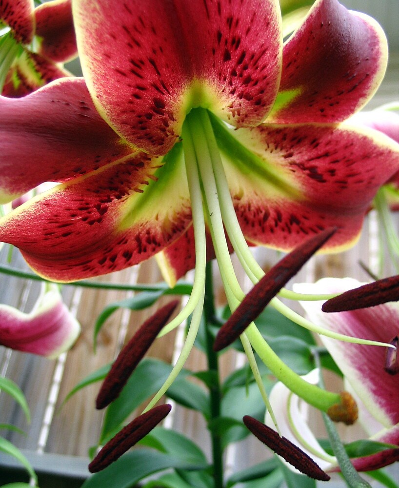 Scheherazade O.T. Lily 3 Bulbs 14/16 cm - Deep Burgundy!