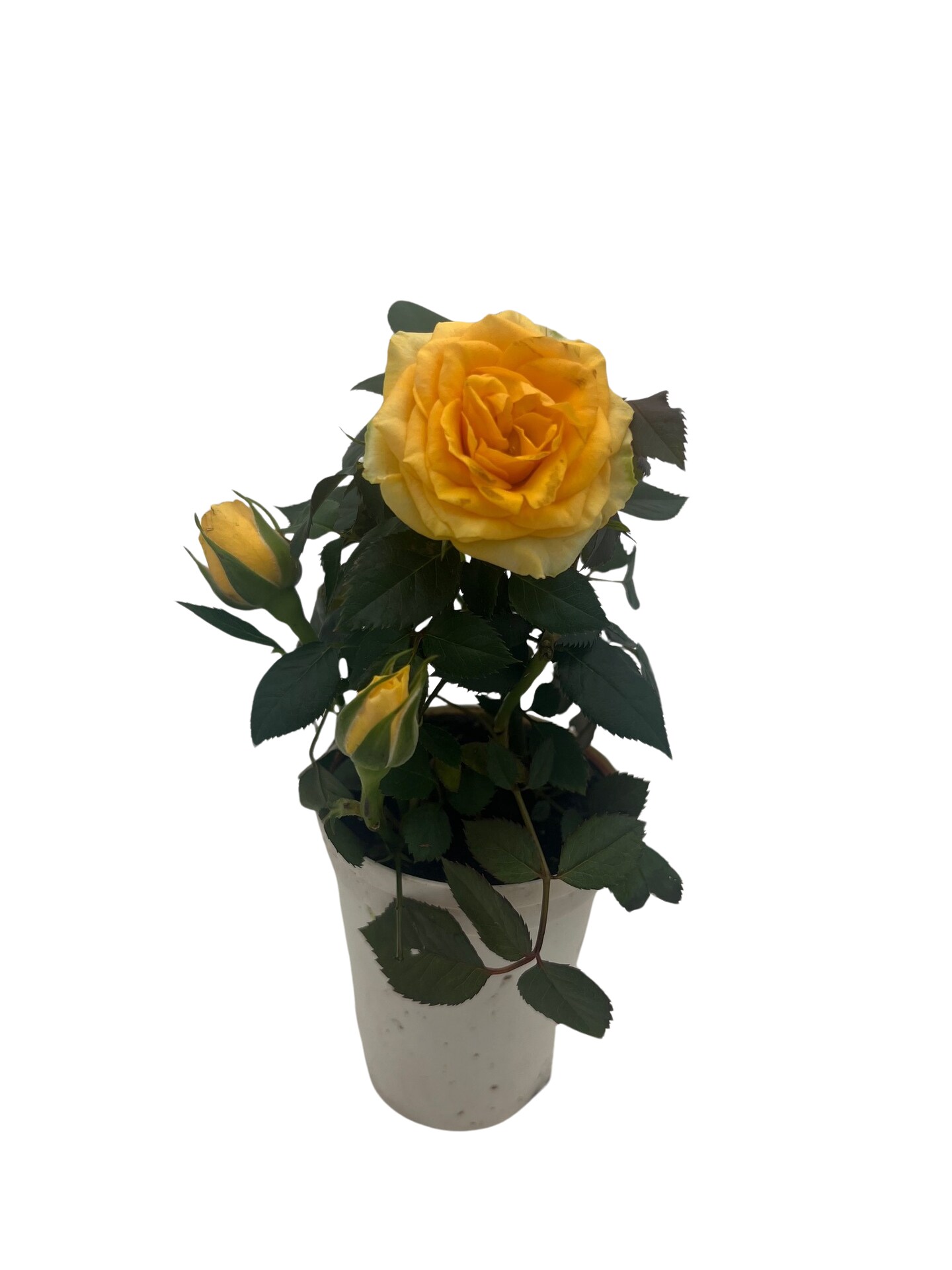Tiny Blooms Big Love Yellow Mini Rose -2.5" Self Watering Pot