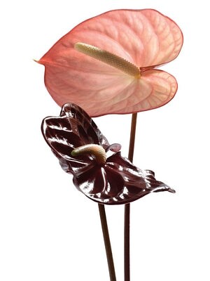 Anthurium by Ben Davies Art Print - 31x23 " Botanical Wall Art Decor