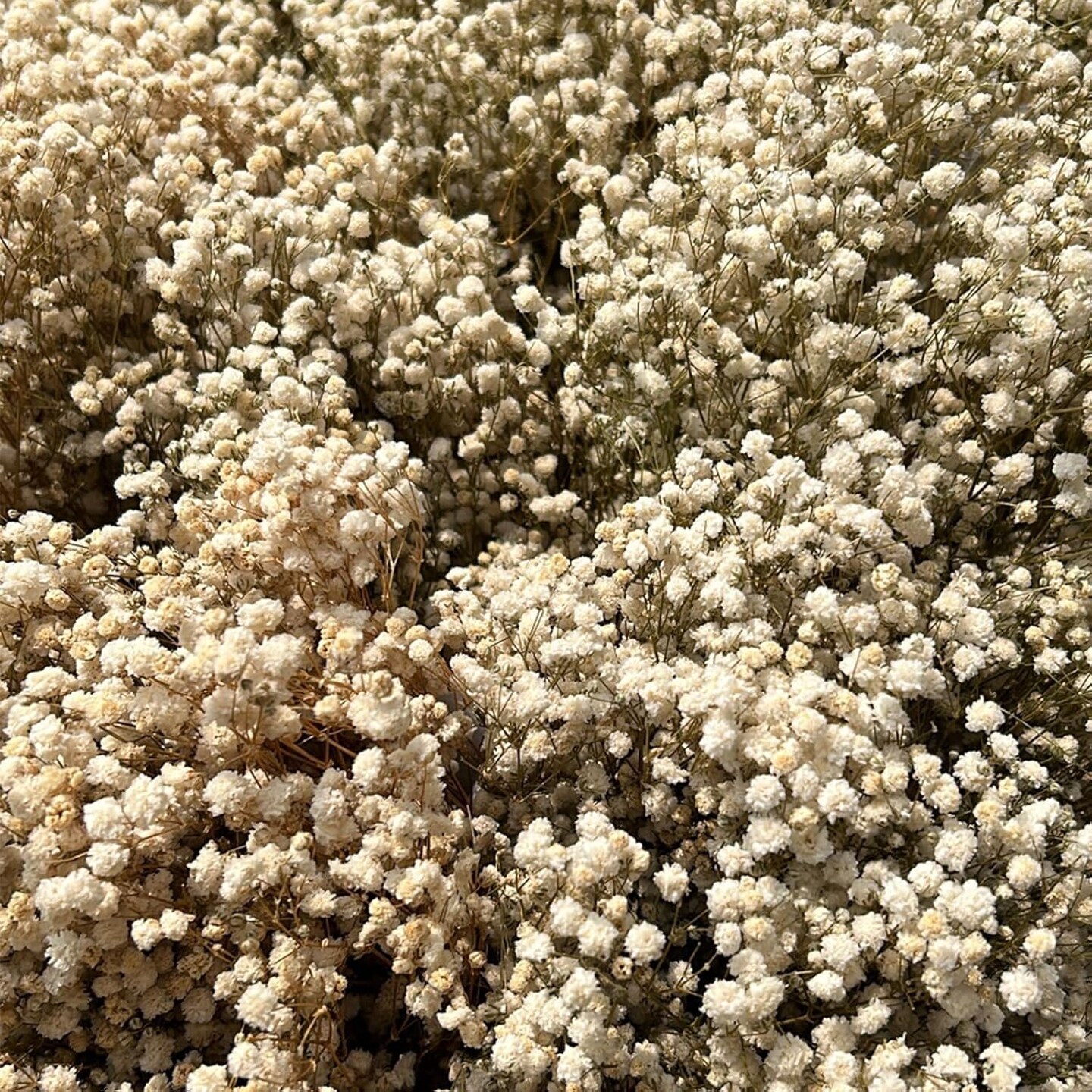 Dried Babys Breath Bulk Natural Dried Gypsophila Flowers White Babys Breath Stems for Home Decor, Weddings, Crafts