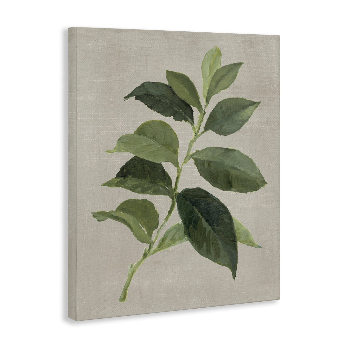 Stupell Industries Arabica Coffee Plant Leaf Canvas Design by Lanie Loreth