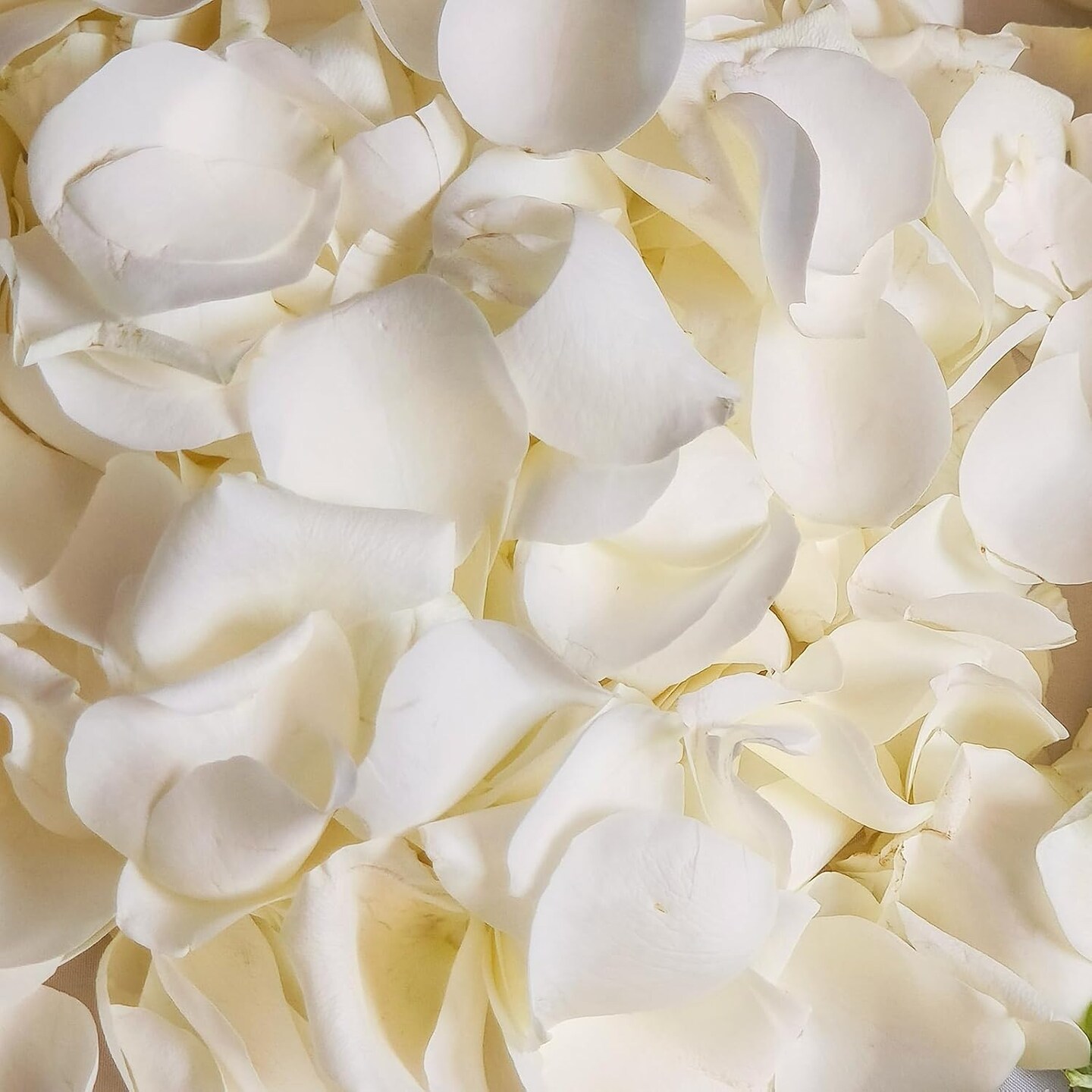 Dried Real White Rose Petals, Freeze Preserved Flower Petals 1.75oz for Valentine&#x27;s Day Gifts Wedding Party Decor