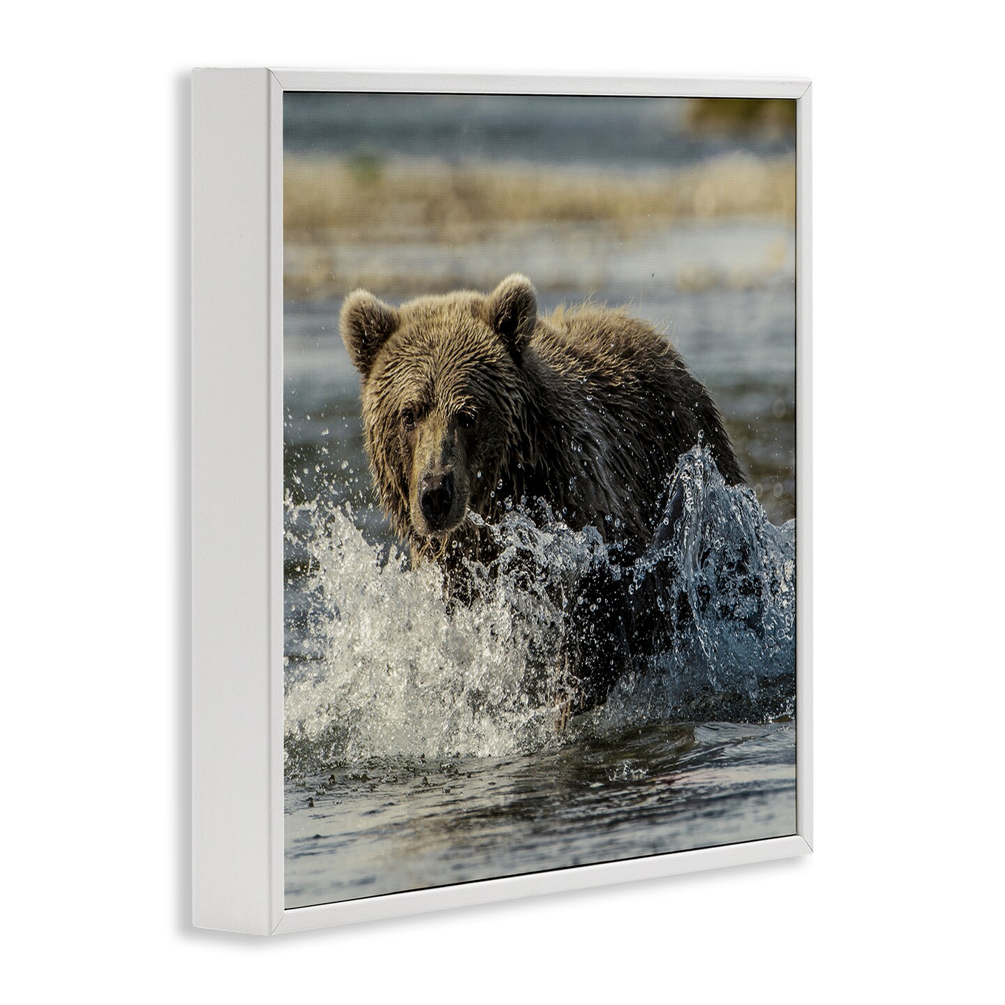 Stupell Industries Bear Splashing in River Framed Giclee Design by Danita Delimont