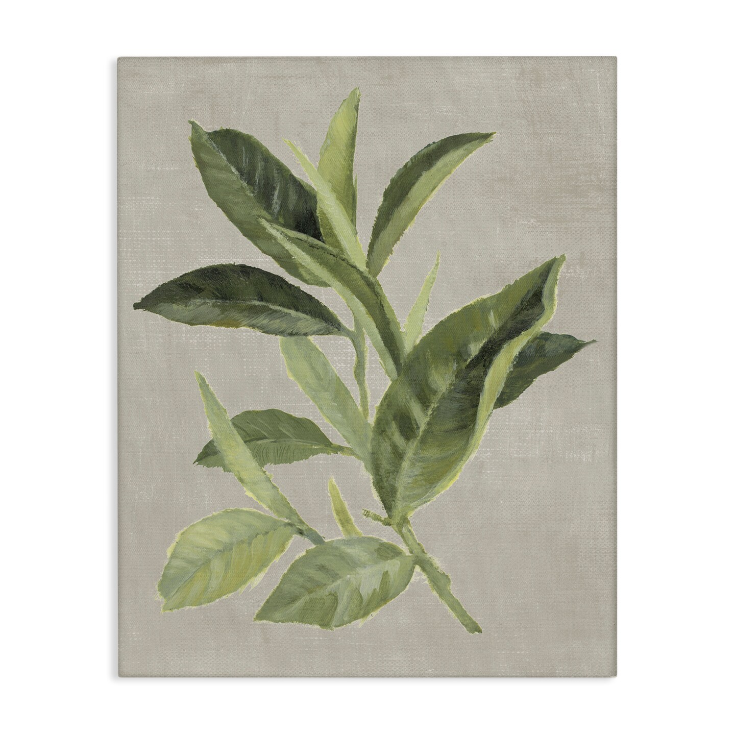Stupell Industries Green Tea Plant Leaf Canvas Design by Lanie Loreth