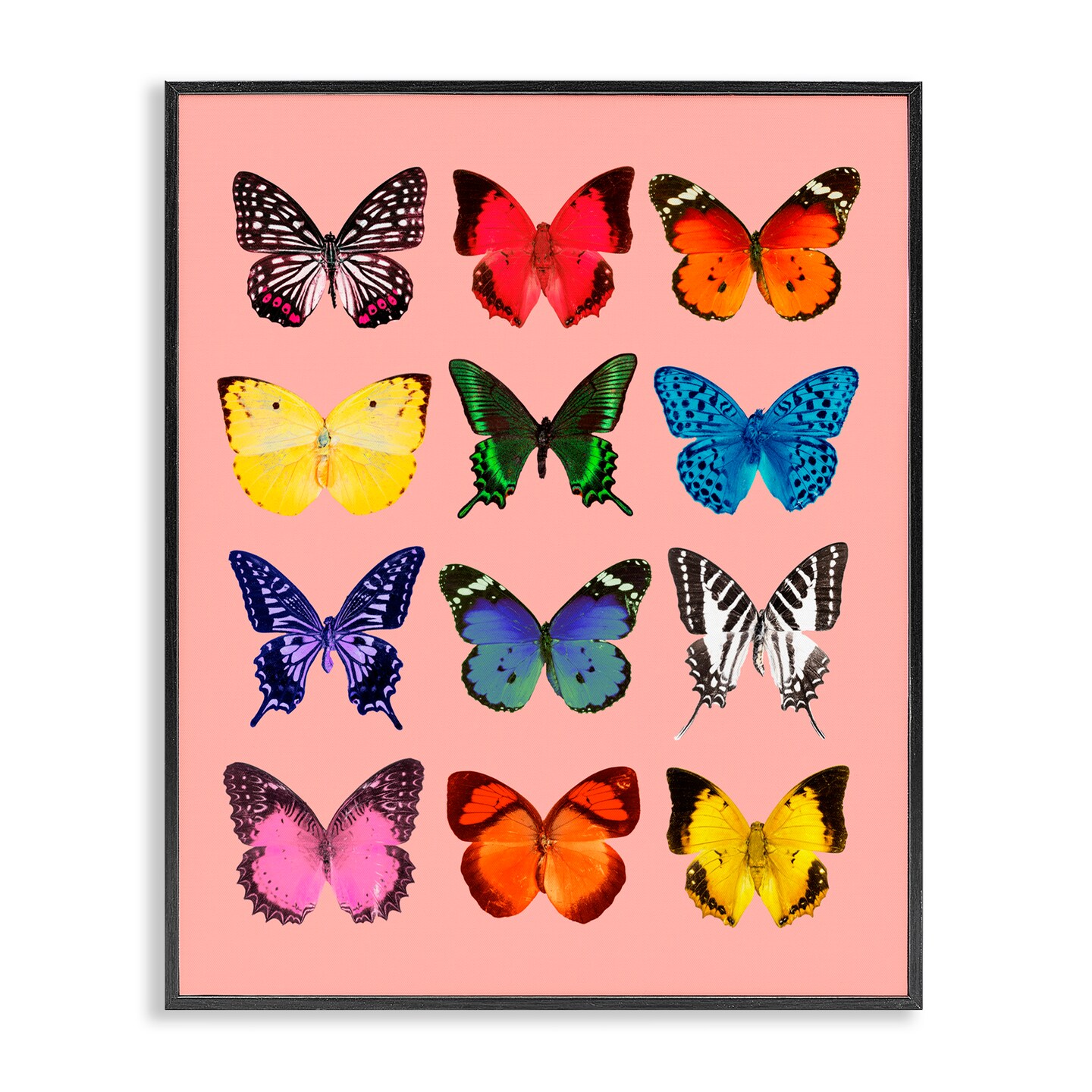 Stupell Industries Butterfly Species on Pink Framed Giclee, design by LISH Creative