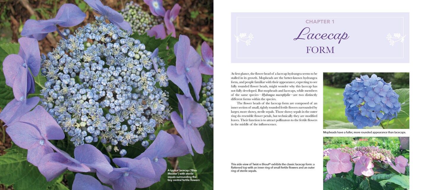Lovely Lacecap Hydrangeas: Elegant Accents for the Home Garden