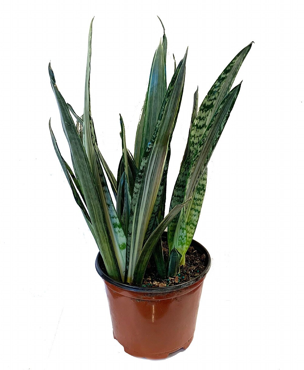 Bantels Sensation Snake Plant - Sansevieria - 6" Pot - Collector's Series