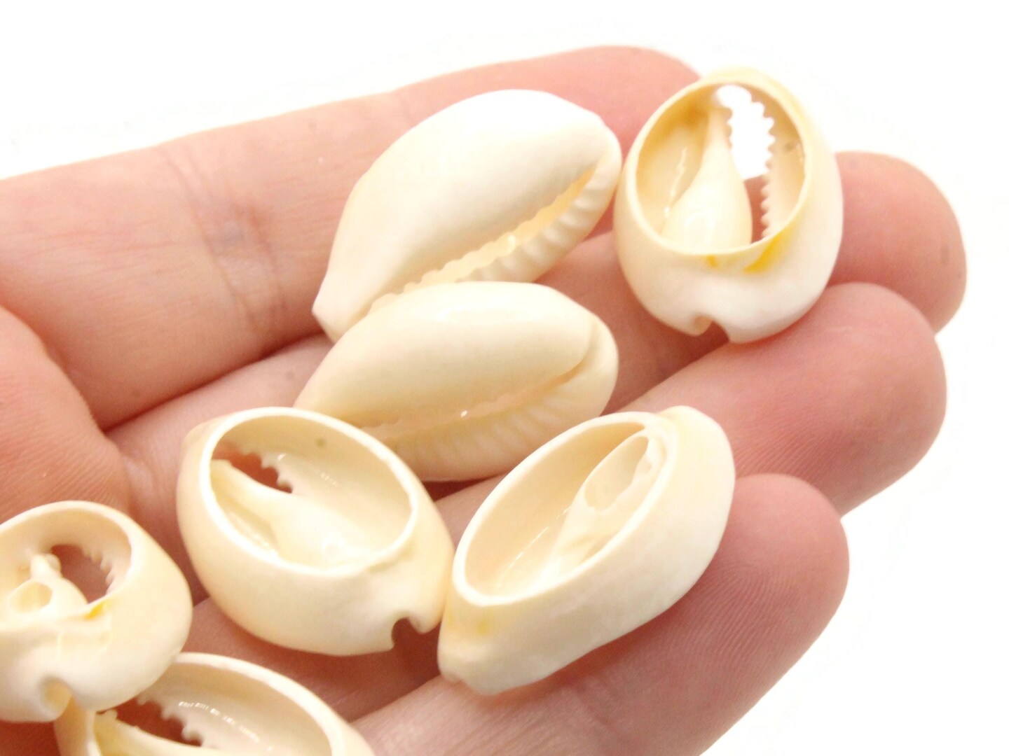 20 20mm Back Cut Cowrie Seashell Beads bK2